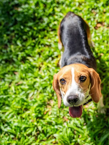 Kylie the Beagle looking up with an inquisitive expression during her sunny outdoor shoot in Hyderabad.
