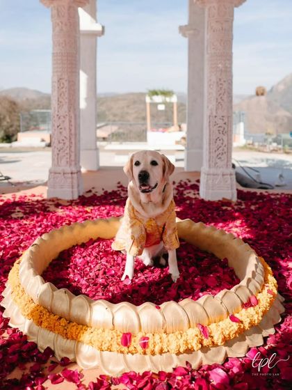 The most important guest has arrived! This adorable dog, dressed in a custom sherwani, stole the show at the Haldi ceremony, proving that pets are family and deserve a special role in the celebration.