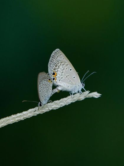 A macro shot of two Grass Blue butterflies mating. My tours aren't just about birds; we take the time to appreciate all forms of wildlife, big and small.
