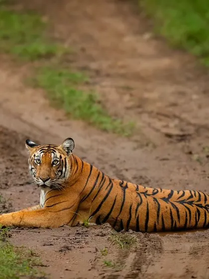 We often encounter roadblocks in the jungle, but this is the kind we love. A tigress from Kabini claims the safari track for herself, first resting and then taking a drink from a puddle.