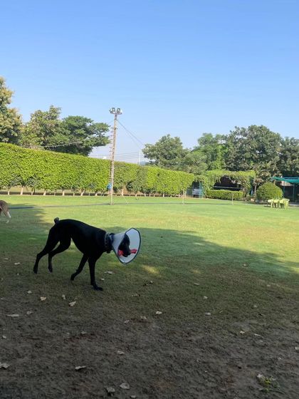 Our grounds offer a mix of open lawns and shaded areas, perfect for a game of fetch or a quiet rest under the trees.