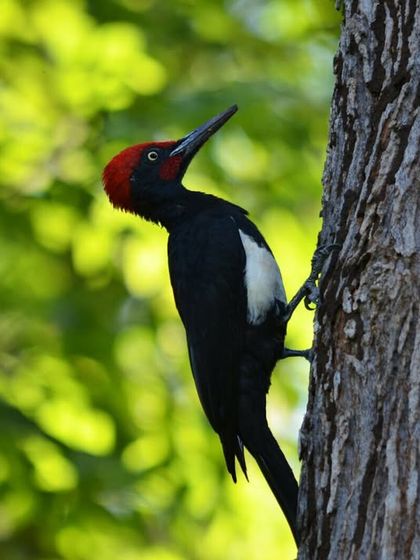 Discovery Village Resorts - Corporate & Group Outings Relaxed Pursuits & Nature Connection photo 20