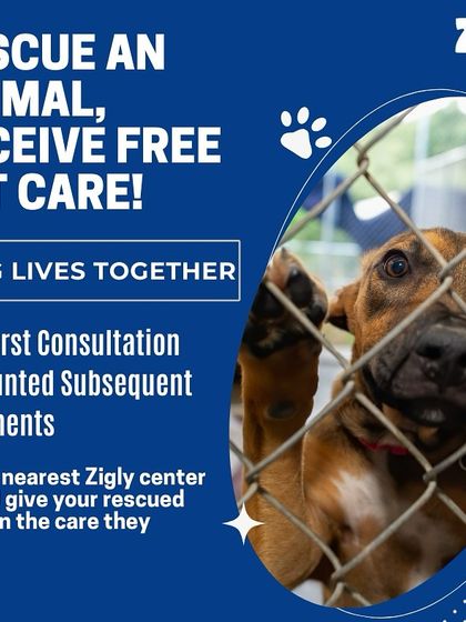 Zigly - Veterinary Services For the Love of All Animals: Community & Rescue Work photo 3