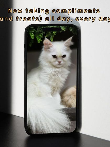 Oh My Dawg - Pet Grooming Services Grooming Glow-Ups: Before & After photo 8