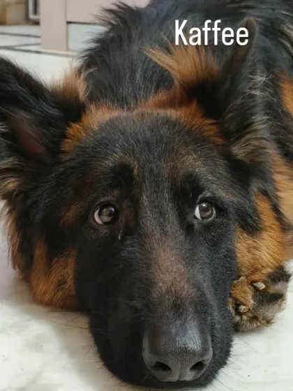 Jazzy's Pet Care - In-Home Dog Boarding Cozy Corners & Nap Time photo 14