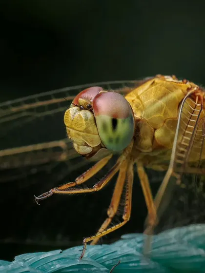 This extreme close-up of a Scarlet Skimmer dragonfly, taken at Sunder Nursery, Delhi, reveals the intricate details of its compound eyes and delicate wings. Our macro photography walks are designed to help you master the techniques for capturing the small wonders of the natural world.