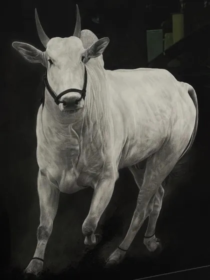 This is 'RUBAB', a 31 by 41 inch drawing of a white bull in motion. I used charcoal and graphite pencils to create a striking contrast against the dark background, highlighting its form and energy.