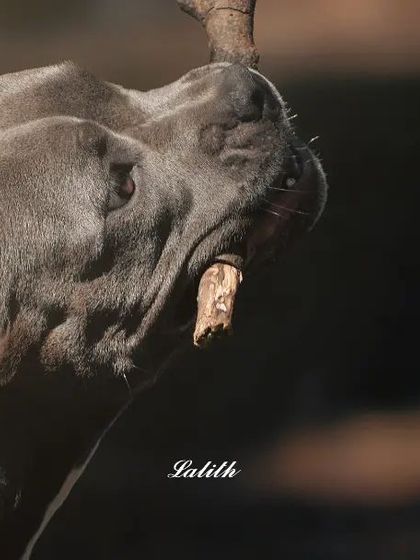 Lalith - Pet Photography Action Shots: Paws in Motion photo 3