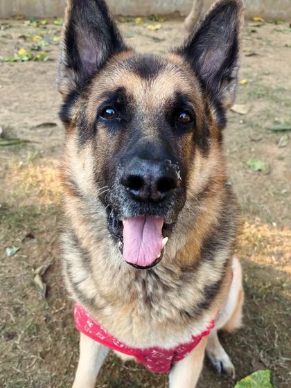 A majestic German Shepherd, looking happy and healthy.