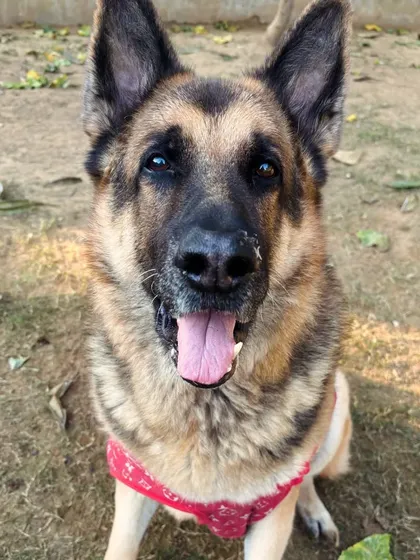 A majestic German Shepherd, looking happy and healthy.