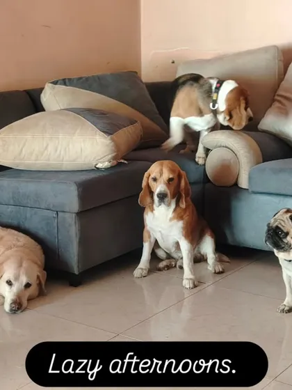 After a long morning of play, it's time for a lazy afternoon. Here, sofas are for everyone. We are a strictly no-cages home, so your pet can nap wherever they feel most comfortable.