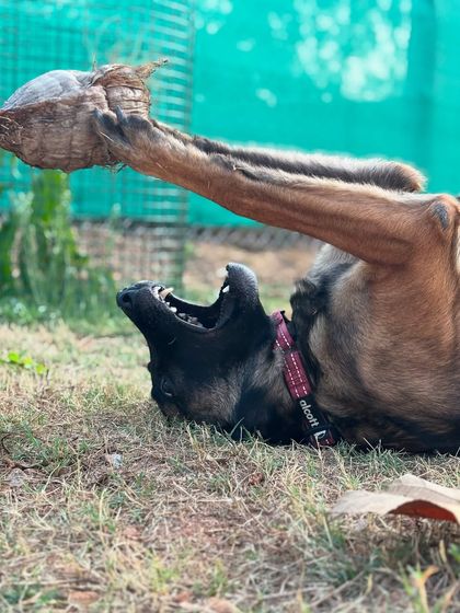 Garima Tomar - Dog Training & Behavior Consultation Life with Floyd: The Real & Raw photo 6