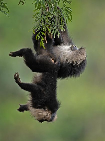 The incredible agility of Lion-tailed Macaques as they play and leap through the canopy.