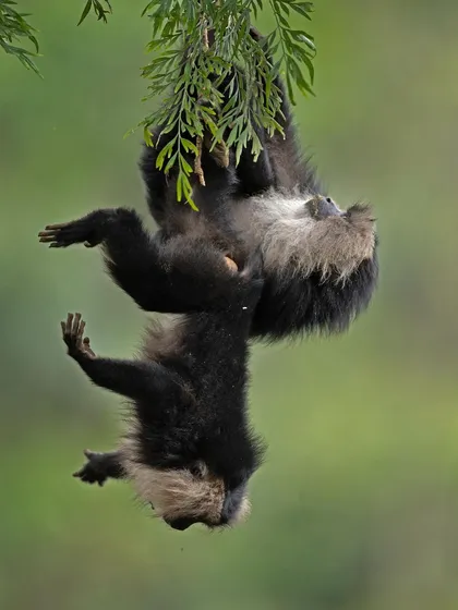 Two Lion-tailed Macaques in a playful tumble, hanging upside down from a branch. This shot captures their acrobatic skill and social play.