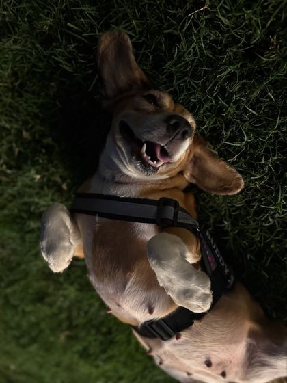 The ultimate sign of a happy, trusting dog: offering their belly for rubs. This Beagle is in a state of pure bliss.