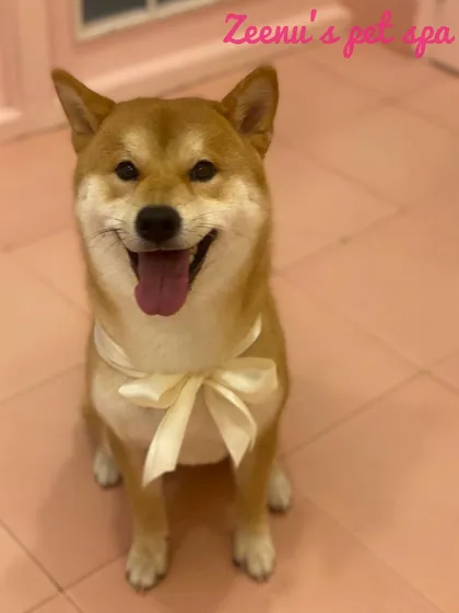 This happy Shiba Inu is all smiles after a relaxing spa day. A gentle bath, nail trim, and a final flourish with a beautiful cream bow make for a perfect pampering session.
