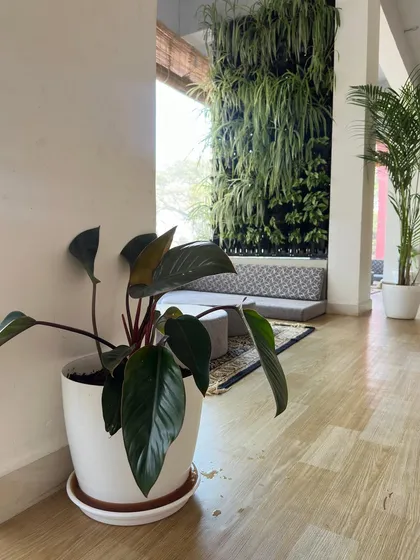 A Philodendron in the foreground with a view of a large vertical garden behind it. This shows how different types of plant installations can be layered to create a rich, green interior.