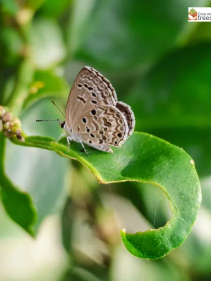A close-up of a butterfly on a leaf, showcasing the intricate patterns of nature. These are the sights we work to protect and share with others.