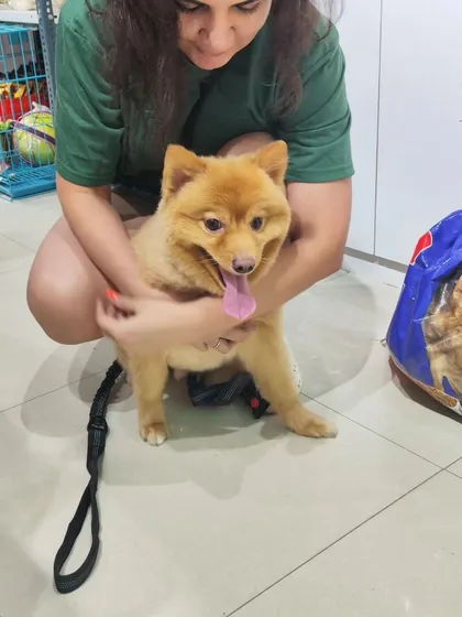 A final cuddle for Peanut before he heads home. Building a bond with the pets we groom is a key part of our service.
