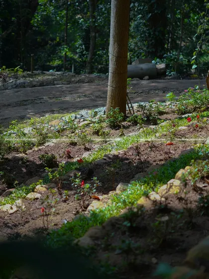 Sunlight highlights newly planted flowers on a terraced, stone-lined garden bed in a natural, wooded setting.