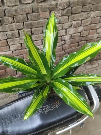 A Dracaena 'Massangeana' or Corn Plant, resting on my bike seat before delivery. It has beautiful yellow and green striped leaves.