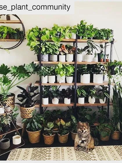 A "green shelf" is one of the best ways to display a collection of indoor plants. This setup features a variety of houseplants, including trailing Pothos and upright snake plants, creating a living wall of art.