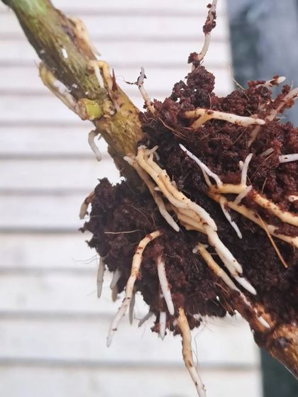 Bhardwaj - Urban Gardening Consultation Growing Fruits on Your Terrace photo 17