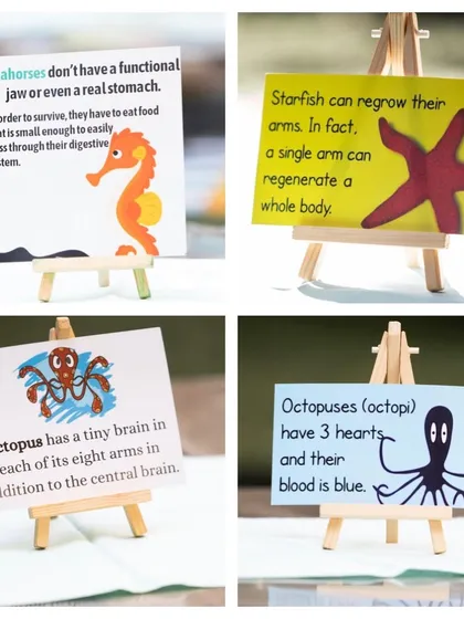 Learning is woven into everything we do, even parties. At our "Under the Sea" birthday, fun fact cards about marine life like starfish and octopuses were placed around the venue to spark curiosity and conversation among the little guests.