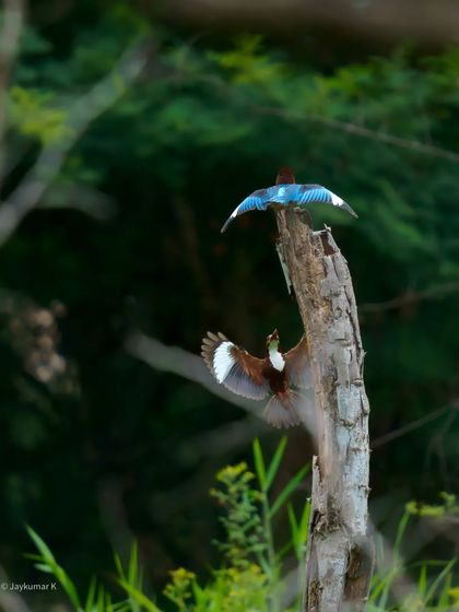 A territorial dispute or courtship display between two White-throated Kingfishers, captured in a dynamic action shot.