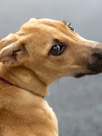 Govind Raj - Pet Photography Celebrating Indies & Rescues photo 11