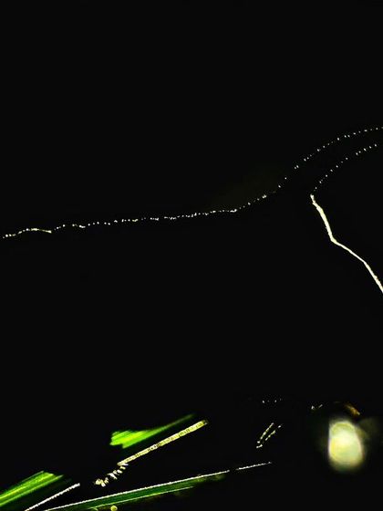 A rim-lit photo of a Convolvulus Hawkmoth caterpillar, nicknamed the 'unicorn of the insect world' for the single horn on its tail.