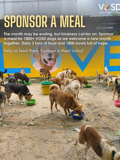 The "LOVE" wall at our sanctuary overlooks mealtime. This is the kindness that carries our dogs into a new month, with full bellies and hopeful hearts.