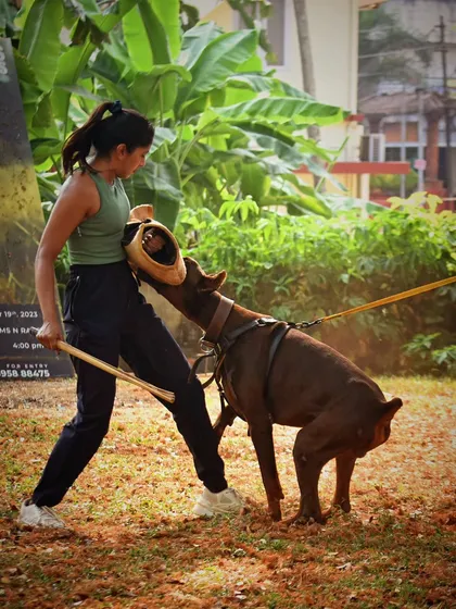 Working with Vegas, a powerful Doberman, on his grip development using a bite wedge. This exercise helps refine the dog's biting technique and builds strength for more advanced protection work.