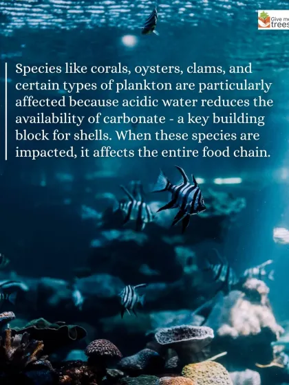 This graphic explains how ocean acidification affects species like corals and clams. Understanding the science is key to driving meaningful action.
