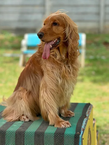 Posto posing on the agility equipment at the dog park.