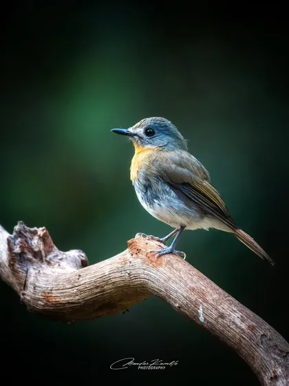A female White-bellied Blue Flycatcher on a gnarled branch. The dark, moody lighting gives this portrait a dramatic feel.