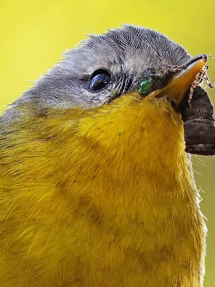 A remarkable action shot of a Gray-headed Warbler with a full beak. This macro-level photograph reveals not just the caterpillar it has caught, but also a tiny spider, demonstrating the complex food chain and the bird's successful hunt.