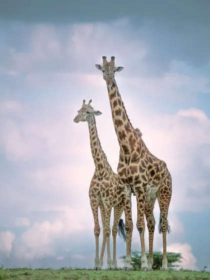 Two giraffes, like towers against the sky. There’s a unique thrill in capturing their graceful movements and immense height, framing them against the dramatic clouds of the African savannah.