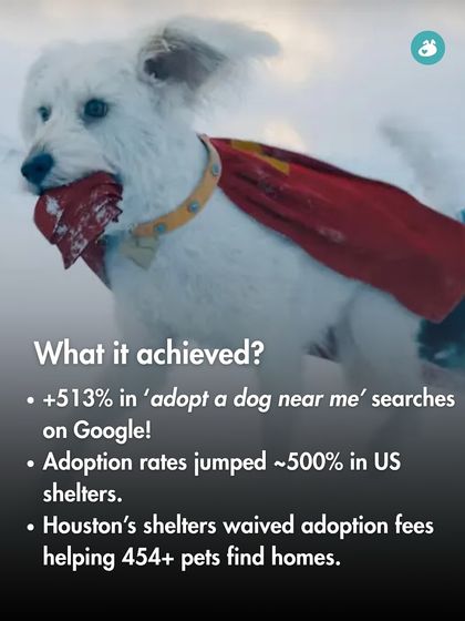 The Pack - Online Pet Parent Community A Voice for Every Dog photo 21