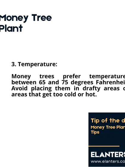 Money Tree Care Part 4: Temperature. These plants prefer a consistent temperature between 65 and 75 degrees Fahrenheit (18-24°C) and should be kept away from drafts.