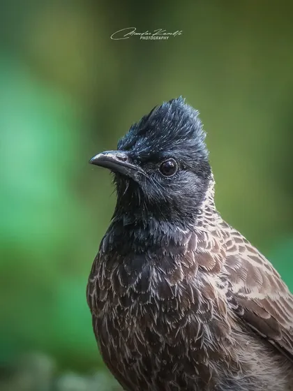 A close-up portrait of a Red-vented Bulbul. You can see the fine details of its facial feathers and its alert expression.