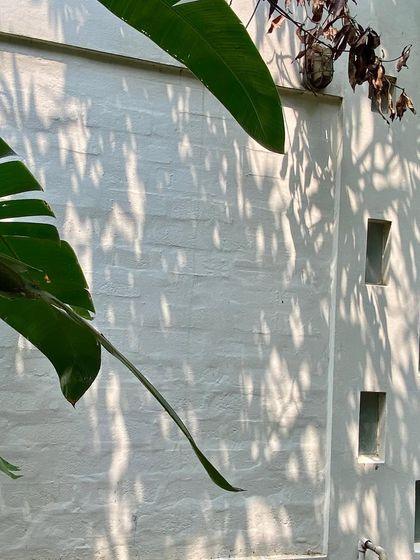 Dappled light from the garden trees falls on the textured white wall of the 'Wedge Home'.