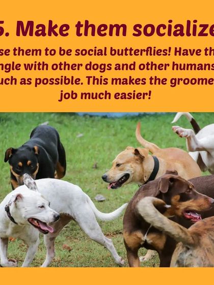 Tail It Easy - Mobile Pet Grooming Pet Parent Pro-Tips photo 28