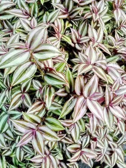 The intricate patterns of the Tradescantia add texture and color to any plant arrangement. It's a fantastic choice for adding detail to event decor or office green walls.