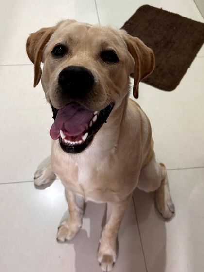 This sweet Labrador is all smiles. A happy dog is a sign of a comfortable and stress-free environment, which is my number one priority when I'm caring for your pet in your home.