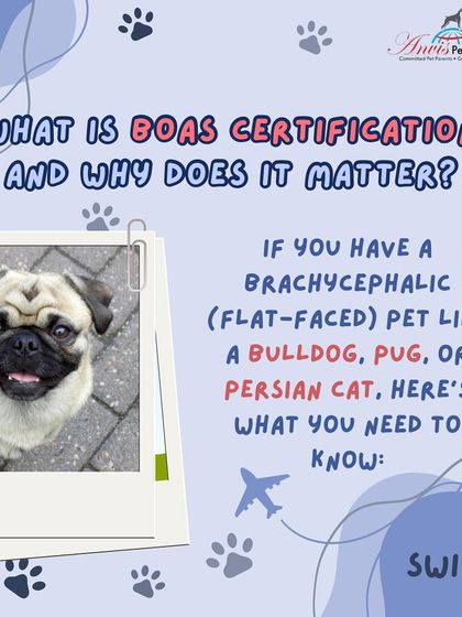 Anvis - Pet Relocation Specialized Care & Travel Options photo 7