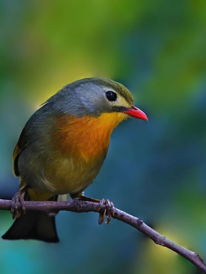 A Red-billed Leiothrix is perched on a branch, its colorful body standing out against a soft, painterly background of greens and yellows.