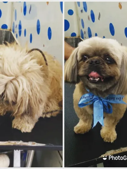 Can you believe this is the same dog? A proper grooming session removed matted fur and gave this cutie a new lease on life.