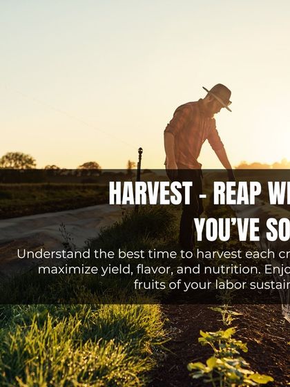 The final step is the harvest. I teach you the best time to harvest each crop to maximize yield, flavor, and nutrition, so you can enjoy the fruits of your labor.