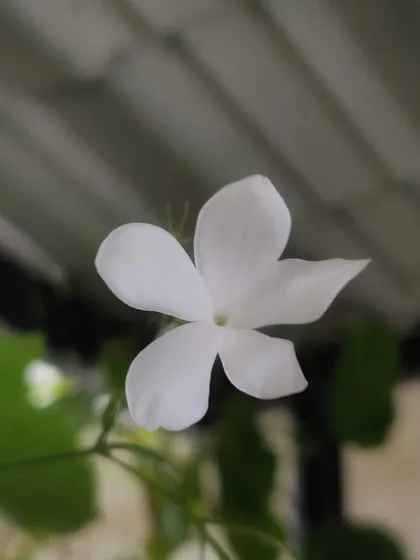 A single, perfect jasmine flower against the blurred background of the terrace roof. Sometimes the simplest compositions are the most beautiful.